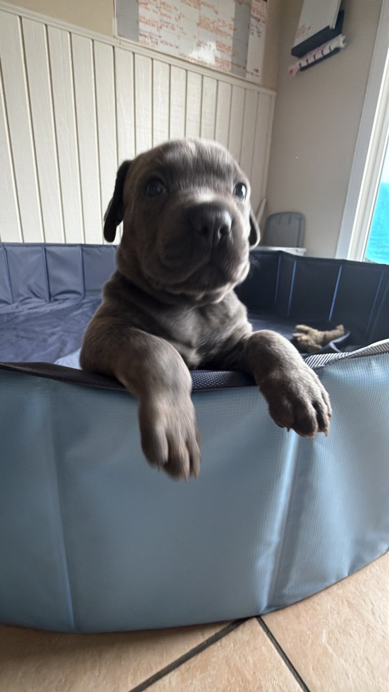 Family life with a health tested DiCalabrese Cane Corso