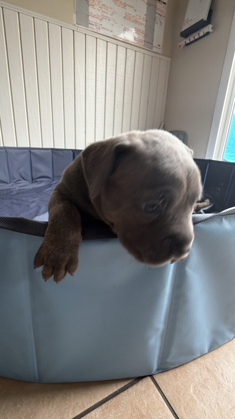 Cane Corso protection and training at DiCalabrese in Southern California