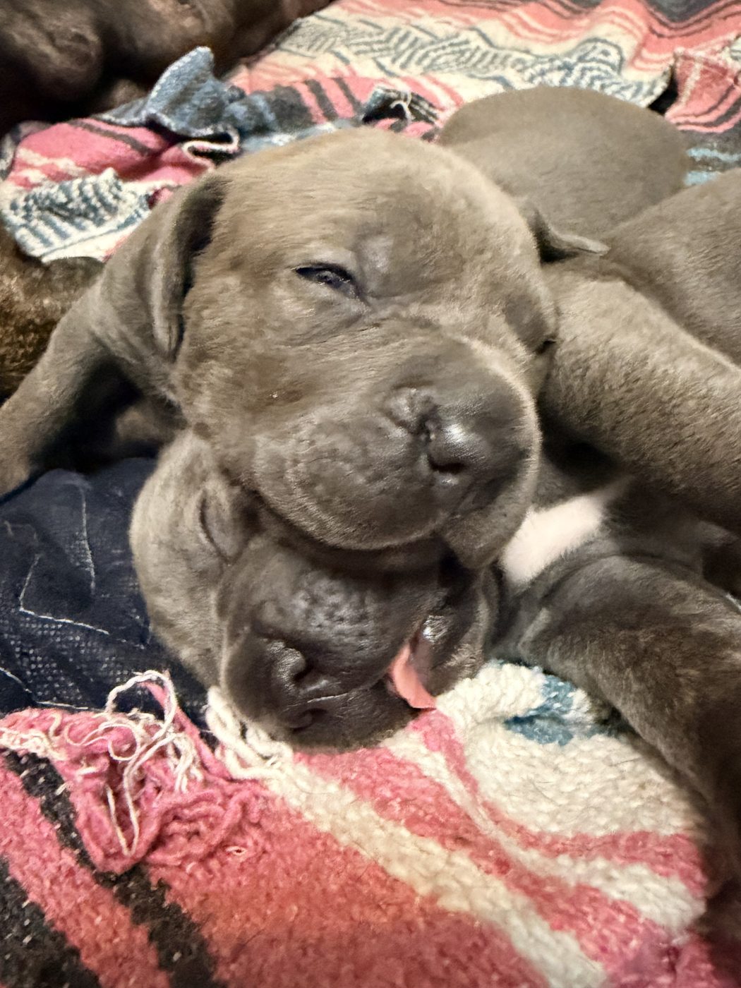 Cane Corso protection and working dog foundation at DiCalabrese in Los Angeles area (photo 27)