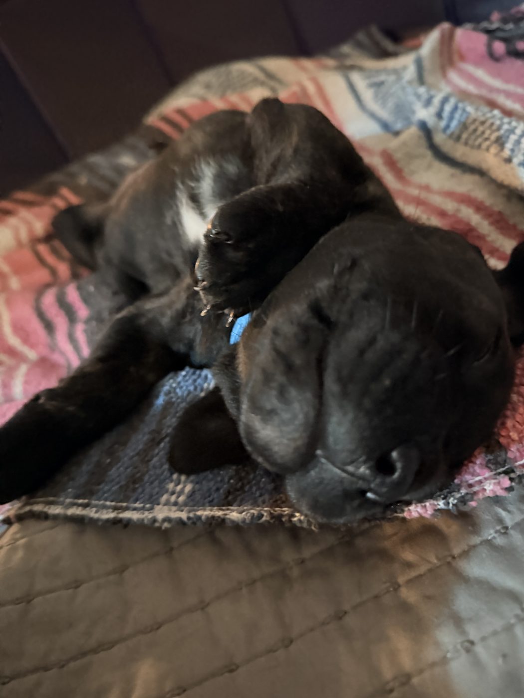 Champion-bloodline Cane Corso at DiCalabrese kennel serving San Diego area (photo 28)