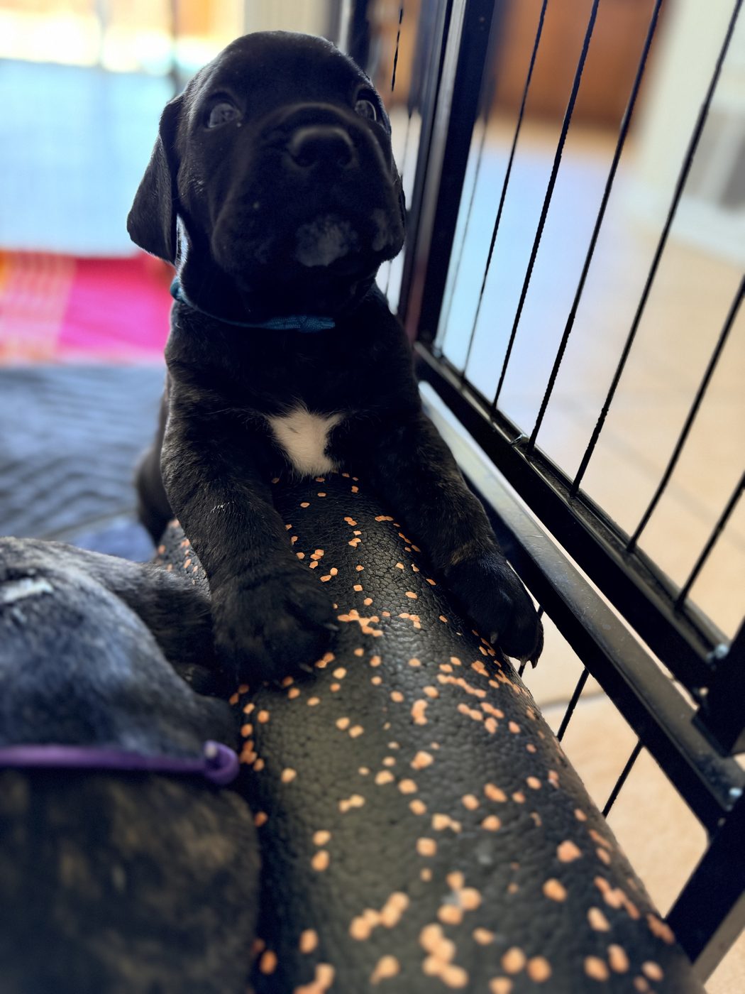 Health-tested Cane Corso companion from DiCalabrese in Inland Empire (photo 30)