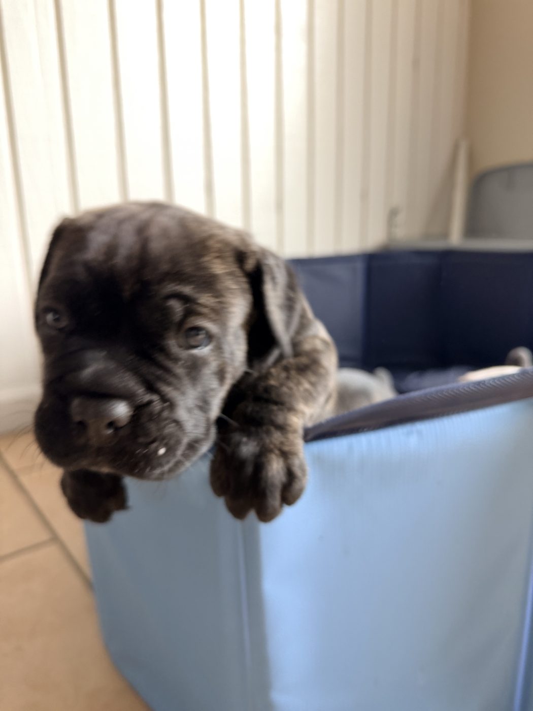 DiCalabrese Cane Corso outdoors — reputable breeder for Riverside County (photo 31)