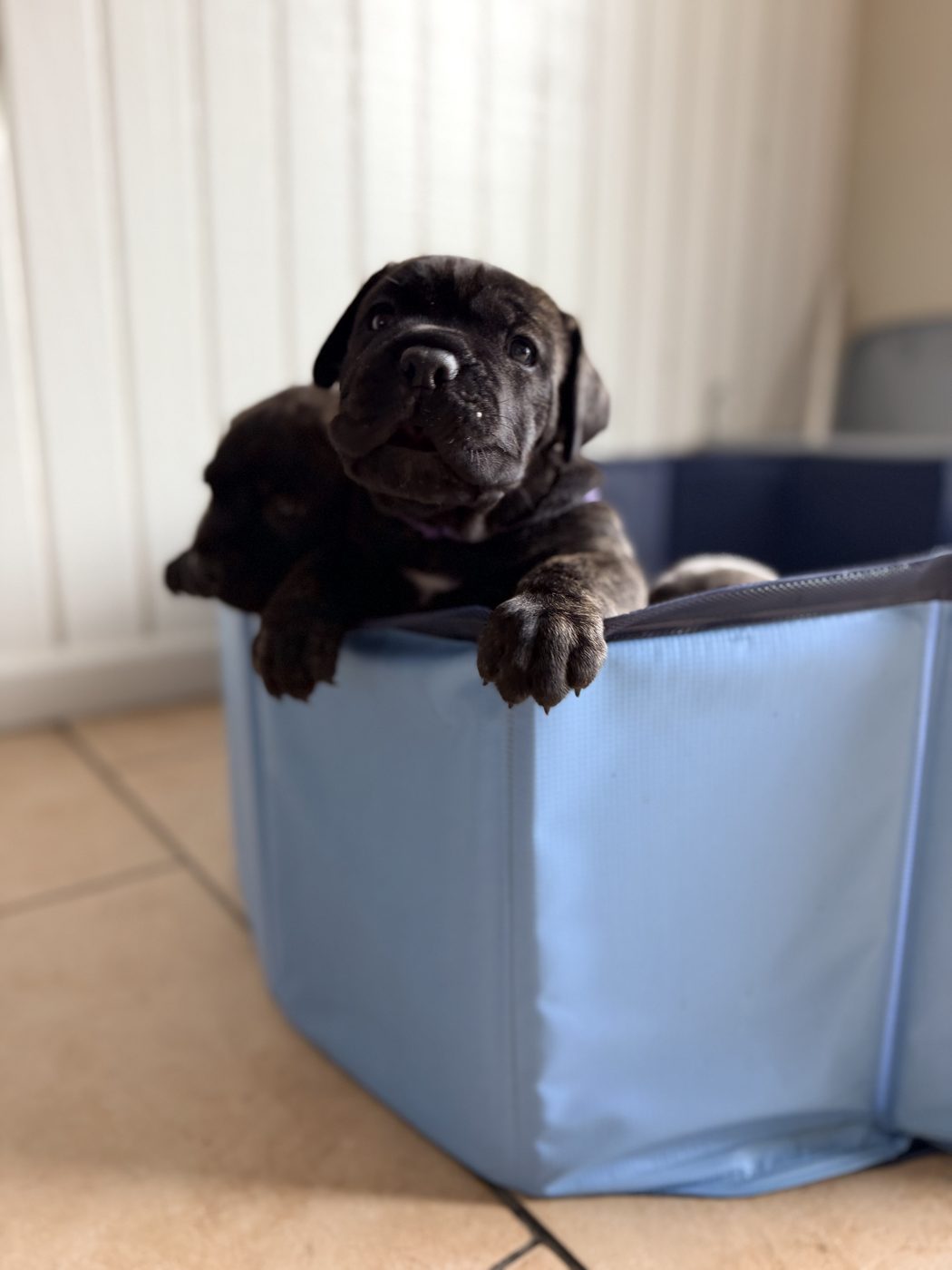 Cane Corso puppy and adult moments from DiCalabrese in Southern California families (photo 32)