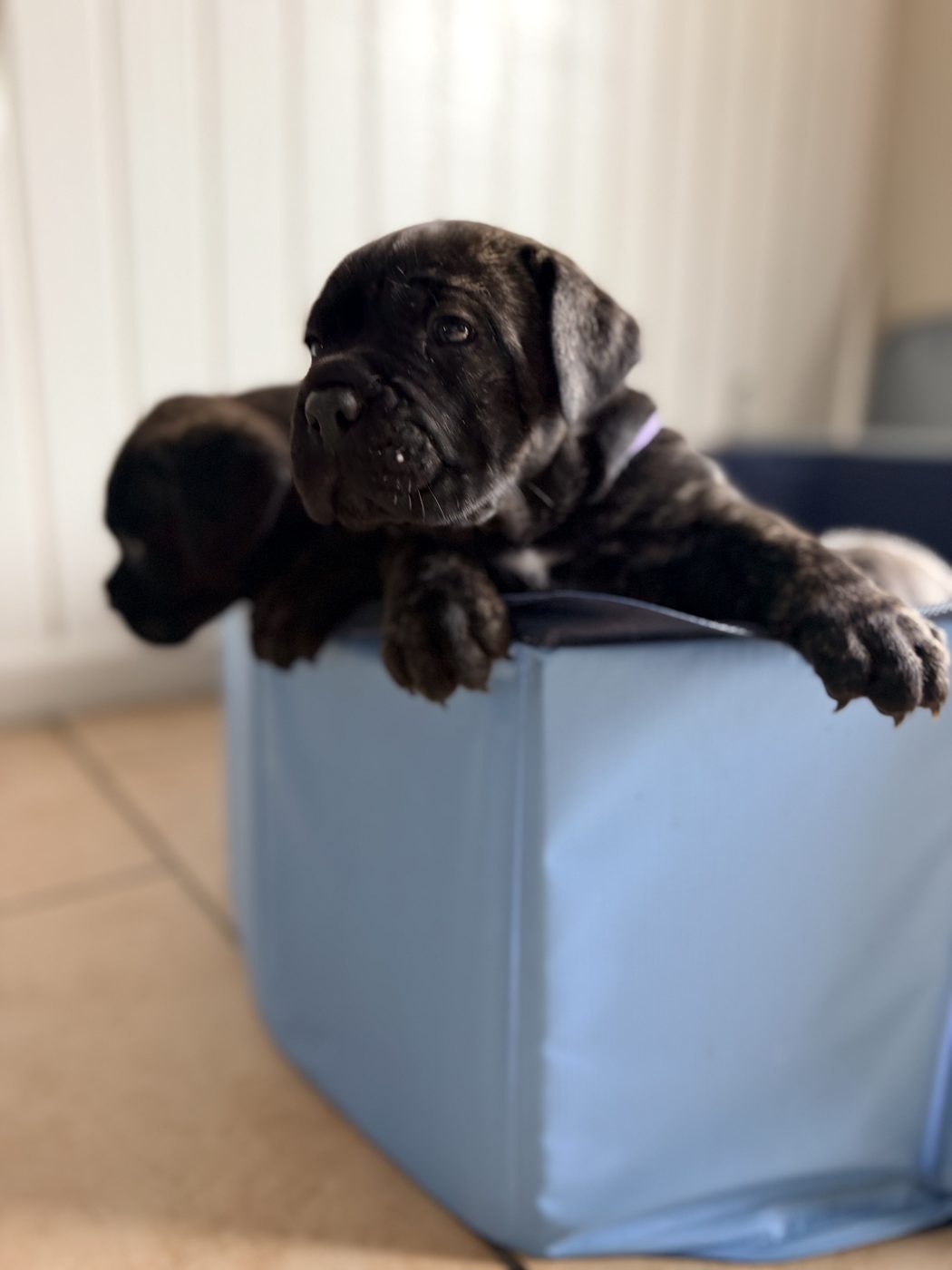 DiCalabrese Cane Corso kennel life and training in Moreno Valley, California (photo 33)