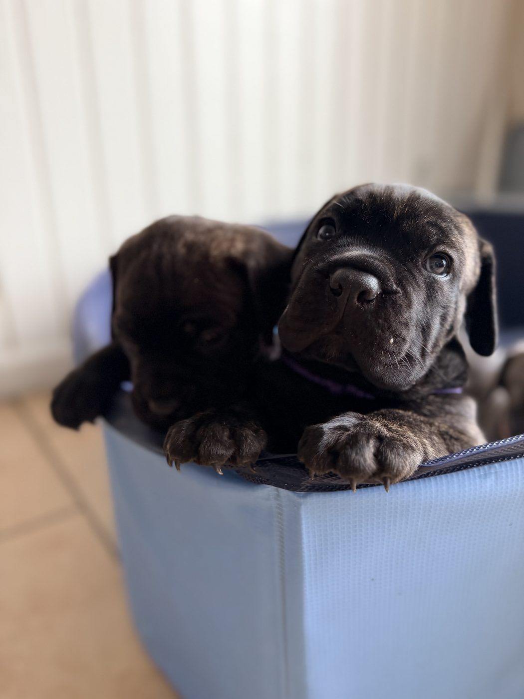 Cane Corso protection and working dog foundation at DiCalabrese in Los Angeles area (photo 35)