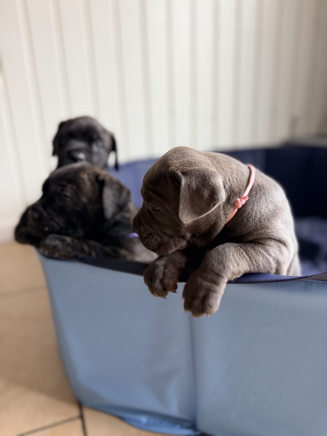 Champion-bloodline Cane Corso at DiCalabrese kennel serving San Diego area (photo 36)