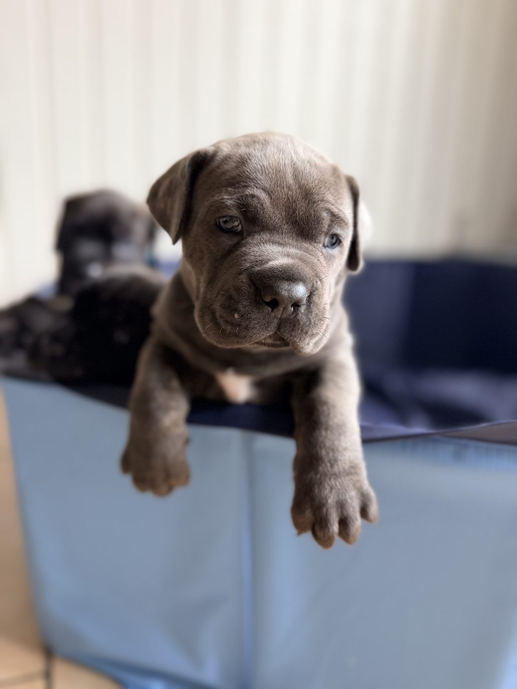 DiCalabrese Cane Corso daily life photo from Orange County area (photo 37)
