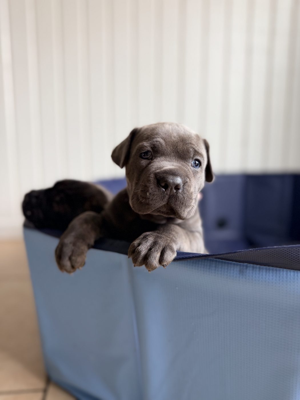 Health-tested Cane Corso companion from DiCalabrese in Inland Empire (photo 38)