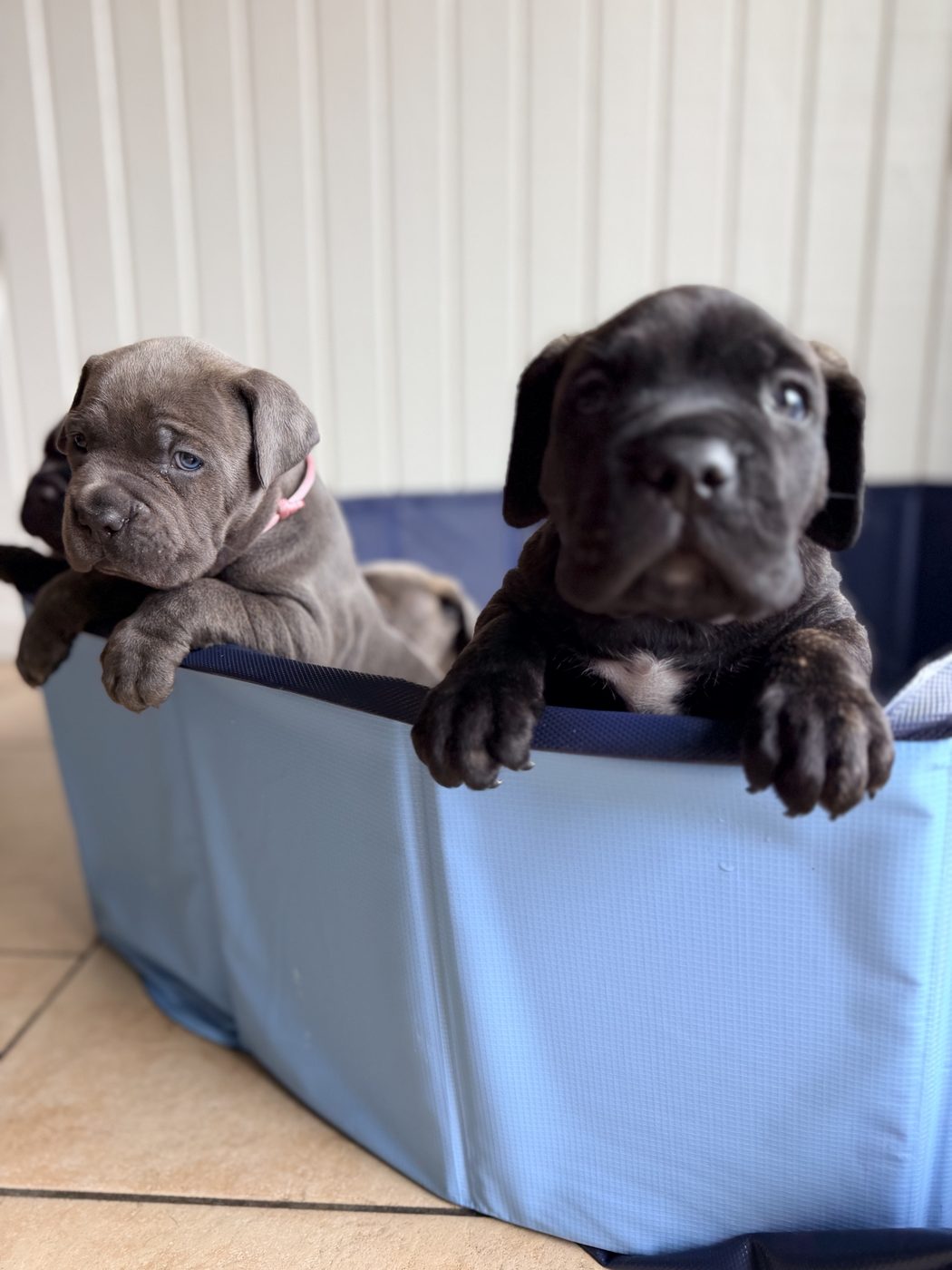 DiCalabrese Cane Corso outdoors — reputable breeder for Riverside County (photo 39)