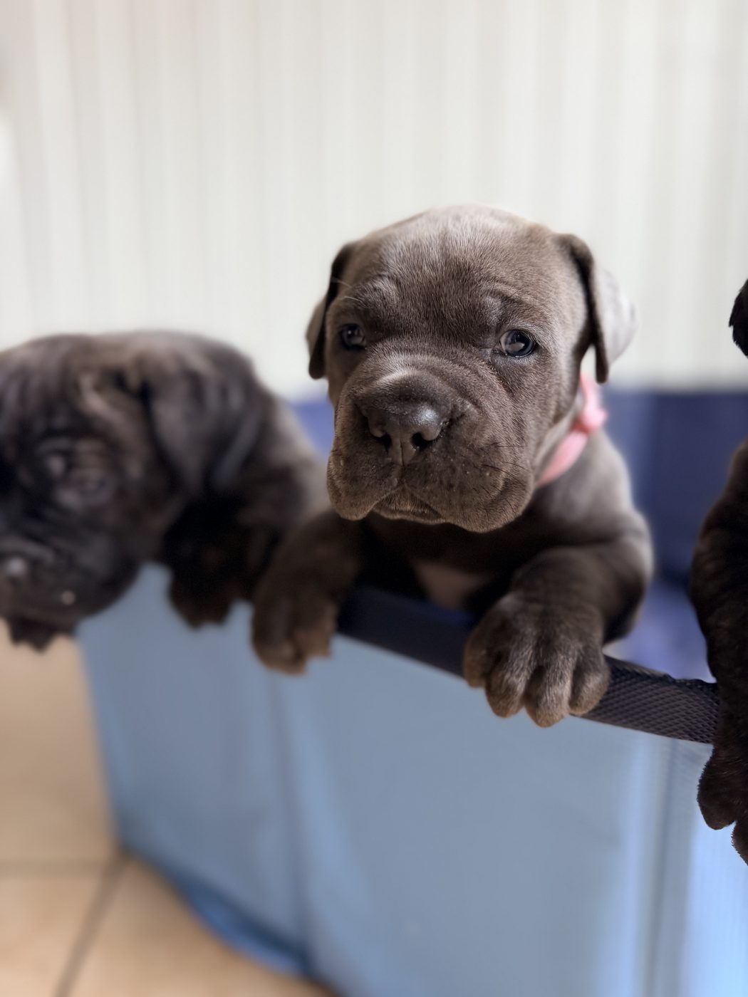 DiCalabrese Cane Corso kennel life and training in Moreno Valley, California (photo 41)