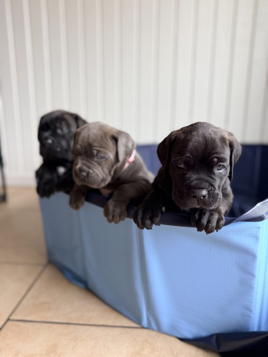 Adult Cane Corso from DiCalabrese preservation program in Southern California (photo 42)