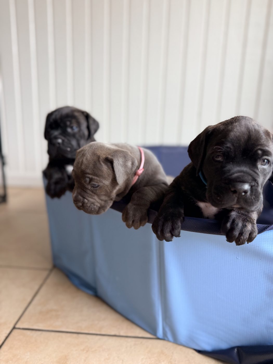 Three DiCalabrese Cane Corso puppies in a playpen in Moreno Valley, California (photo 69)
