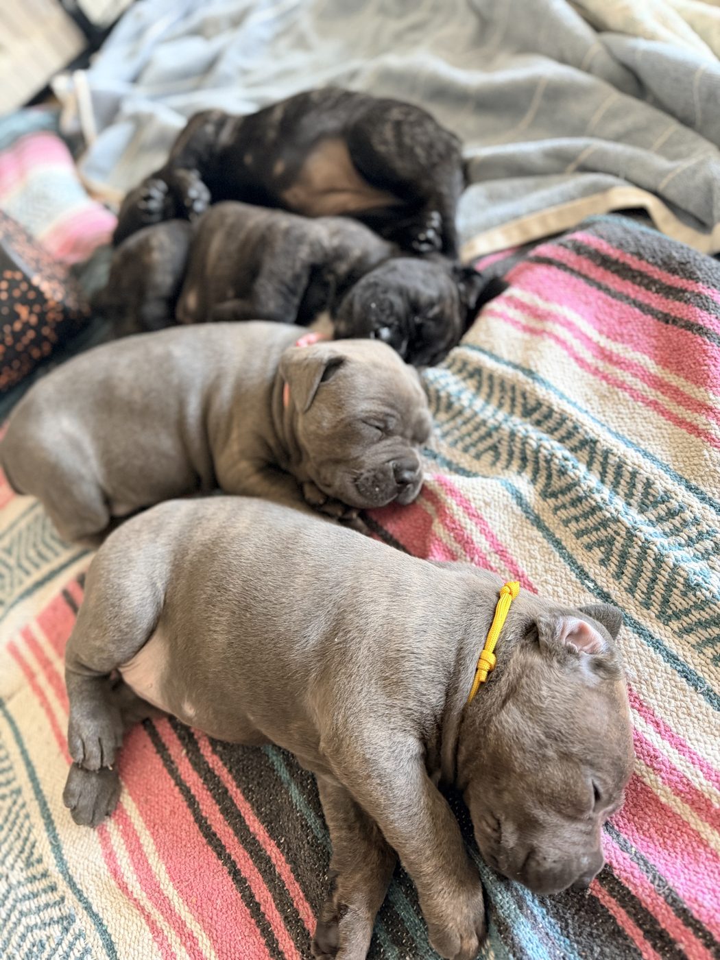 Champion-bloodline Cane Corso at DiCalabrese kennel serving San Diego area (photo 44)