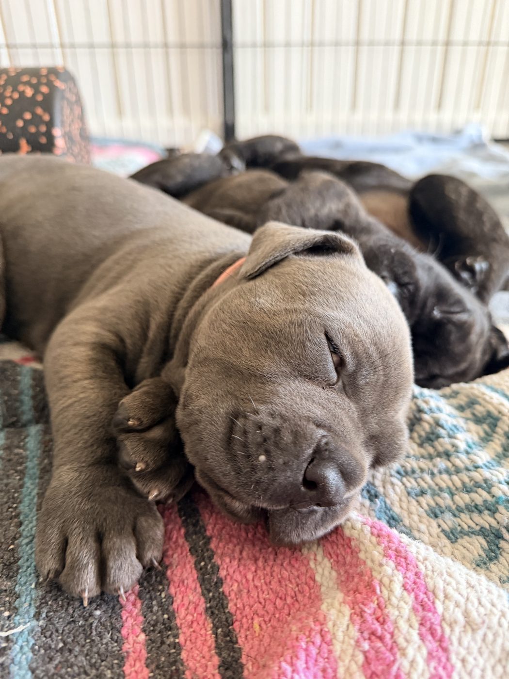 DiCalabrese Cane Corso daily life photo from Orange County area (photo 45)