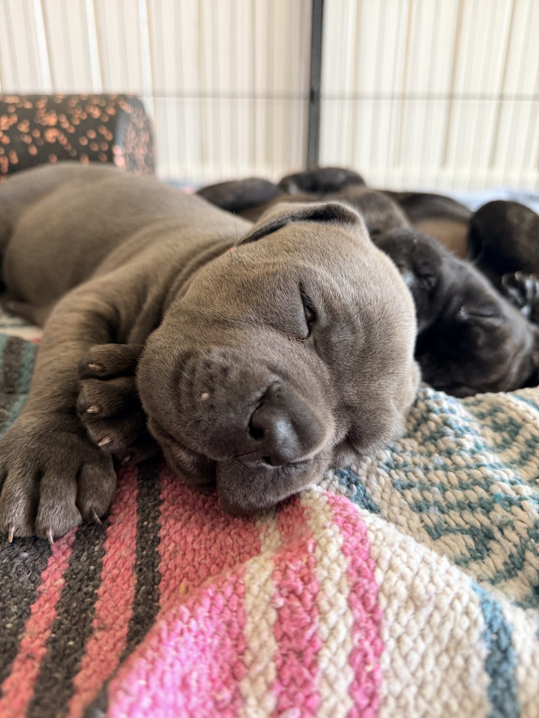 Health-tested Cane Corso companion from DiCalabrese in Inland Empire (photo 46)