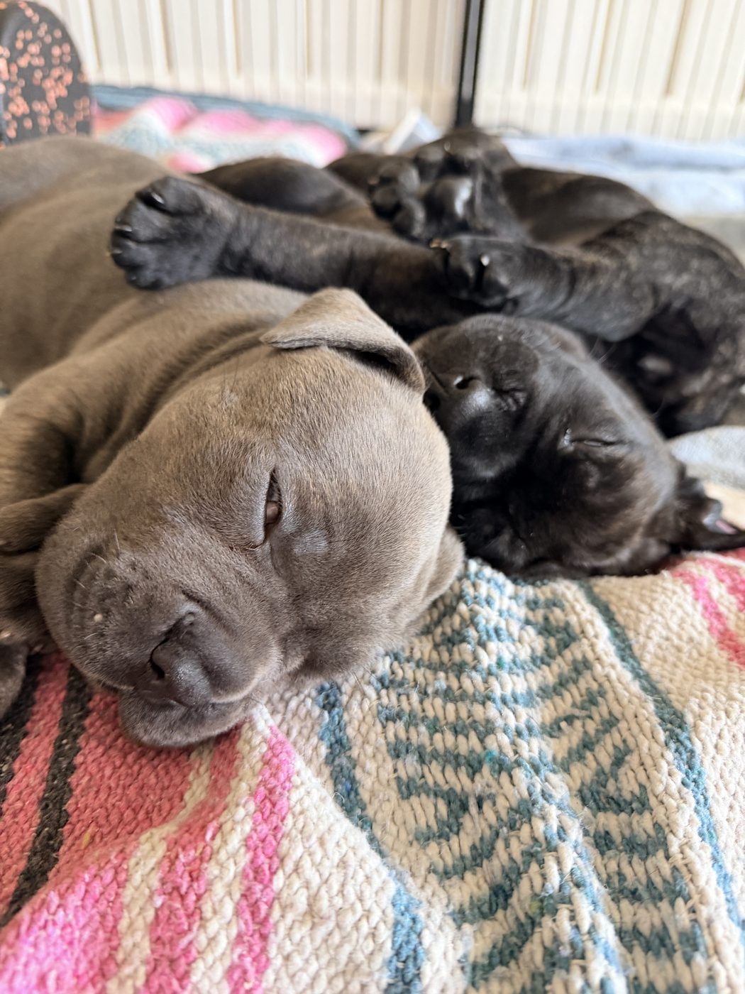 Cane Corso puppy and adult moments from DiCalabrese in Southern California families (photo 48)