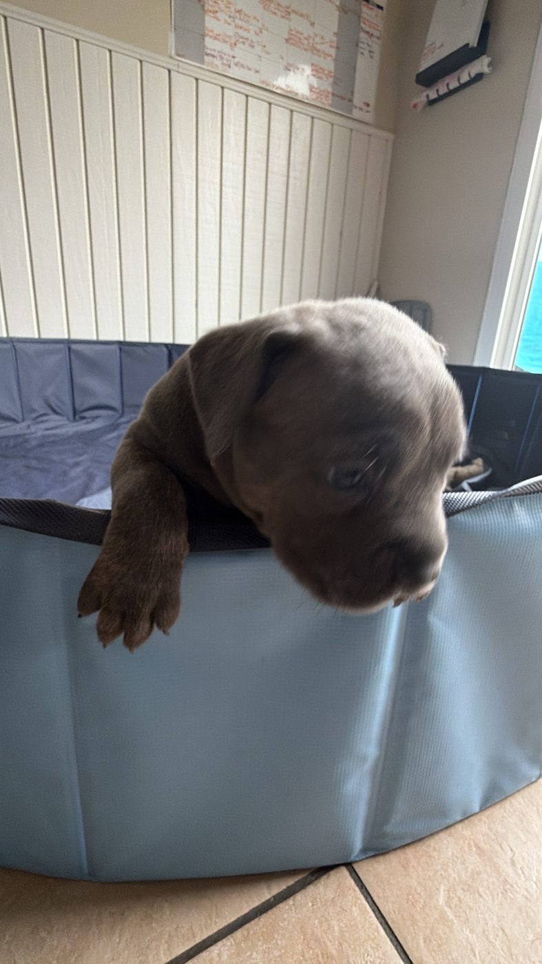 Adult Cane Corso from DiCalabrese preservation program in Southern California (photo 50)