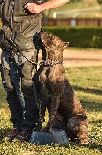 Brindle DiCalabrese Cane Corso sitting attentively during outdoor obedience training in Moreno Valley