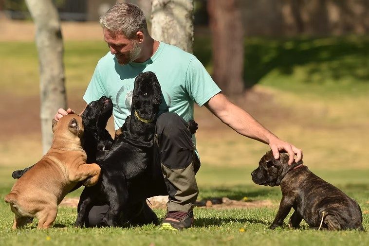 Christopher Calabrese with black, fawn, and brindle DiCalabrese Cane Corso puppies on the lawn