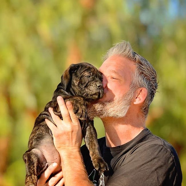 Christopher Calabrese holding and kissing a brindle DiCalabrese Cane Corso puppy
