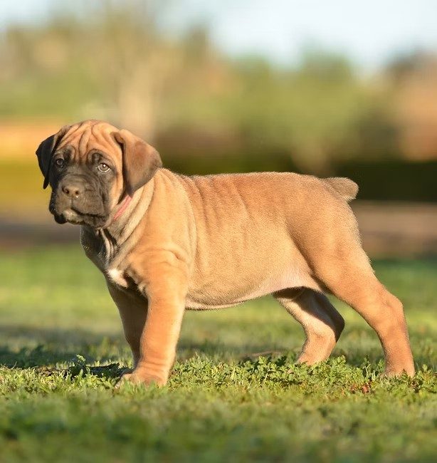 Fawn DiCalabrese Cane Corso puppy with black mask standing on grass in Southern California