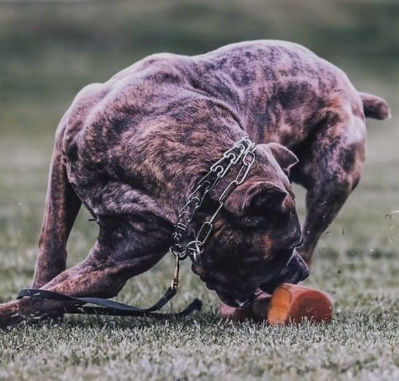 Brindle DiCalabrese Cane Corso working a training dumbbell on grass in Moreno Valley