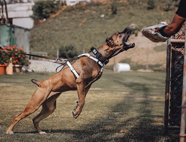 Fawn DiCalabrese Cane Corso in a tactical harness during protection training in Southern California