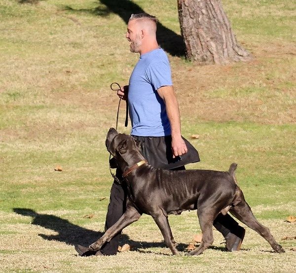 Working DiCalabrese Cane Corso on a structured outdoor training walk in Moreno Valley