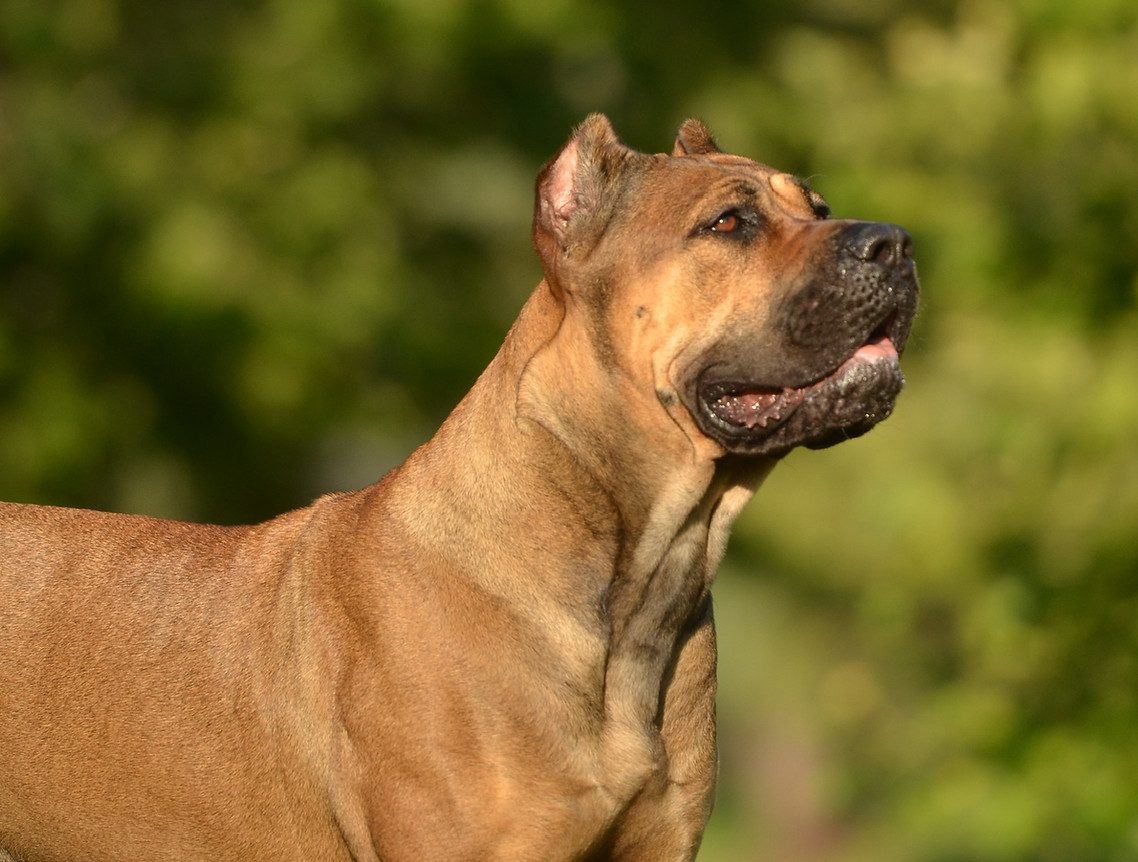 Adult DiCalabrese Cane Corso portrait from the Southern California breeding program
