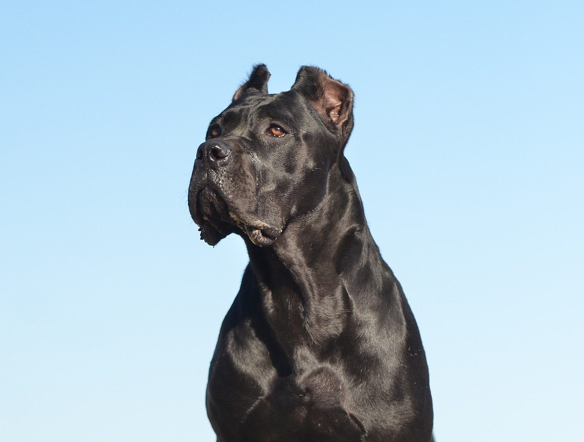 DiCalabrese Cane Corso showing breed type and structure in Southern California