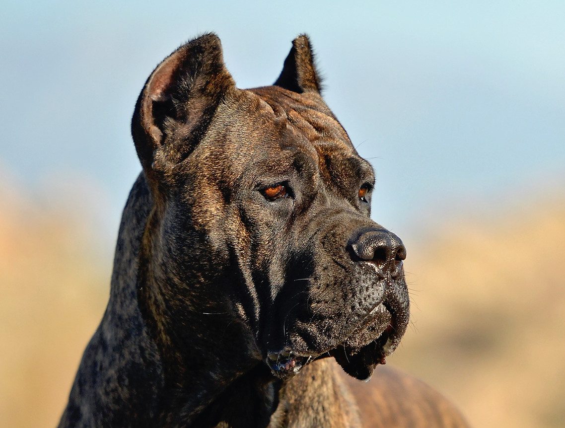 Champion DiCalabrese Cane Corso Leona portrait collage from the Southern California program