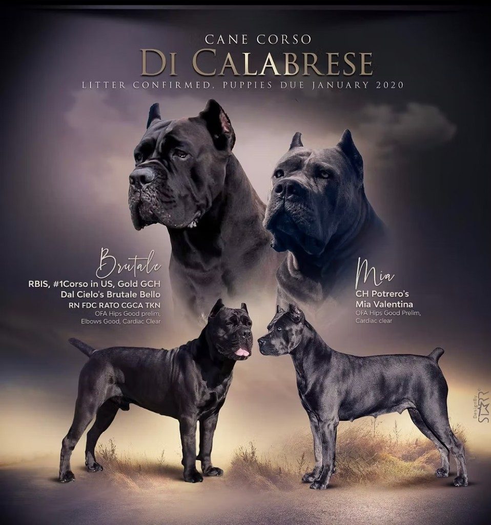 Past DiCalabrese litter announcement featuring Brutale and Mia with health clearances