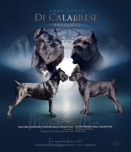 Past DiCalabrese litter announcement featuring Merrick and Mia breeding pair
