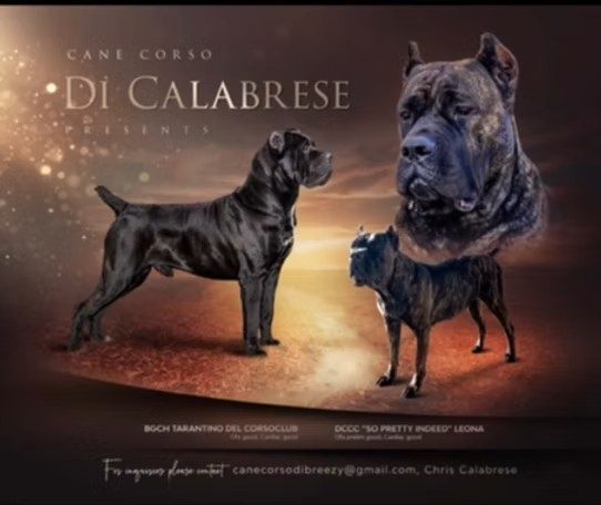 Past DiCalabrese litter announcement featuring Tarantino and Leona breeding pair
