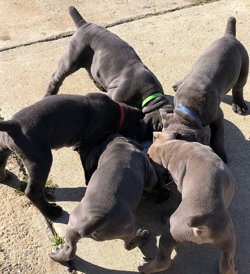 DiCalabrese Cane Corso puppies at eight to twelve weeks raised with Puppy Culture