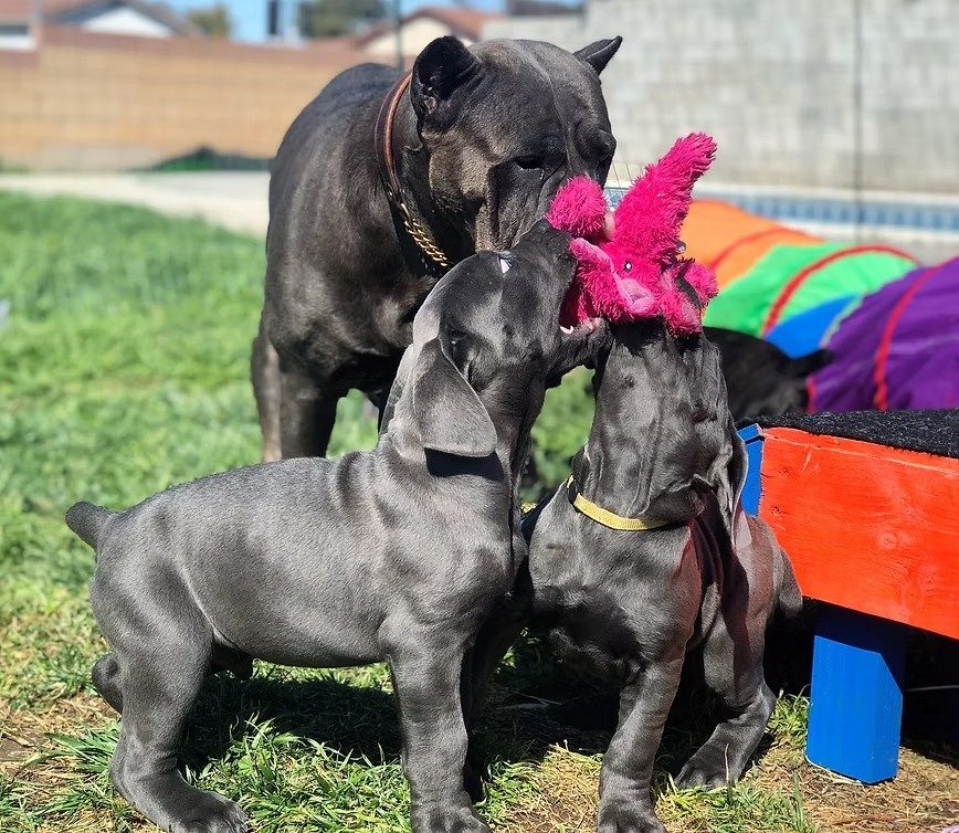 Adult blue DiCalabrese Cane Corso with young puppies playing outdoors near training equipment