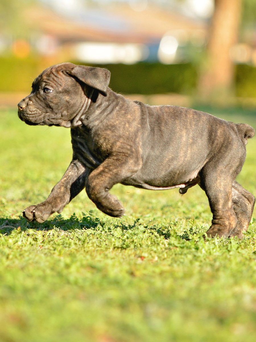 DiCalabrese Cane Corso puppy development milestones in Moreno Valley, Southern California