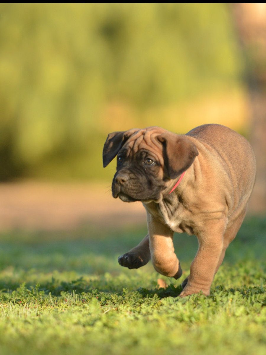 Health-tested DiCalabrese Cane Corso puppy care and wellness at the Southern California kennel