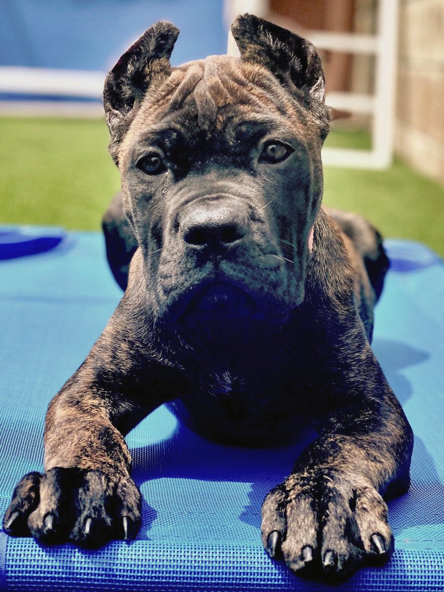 Happy DiCalabrese Cane Corso puppy in its new home after placement from Moreno Valley