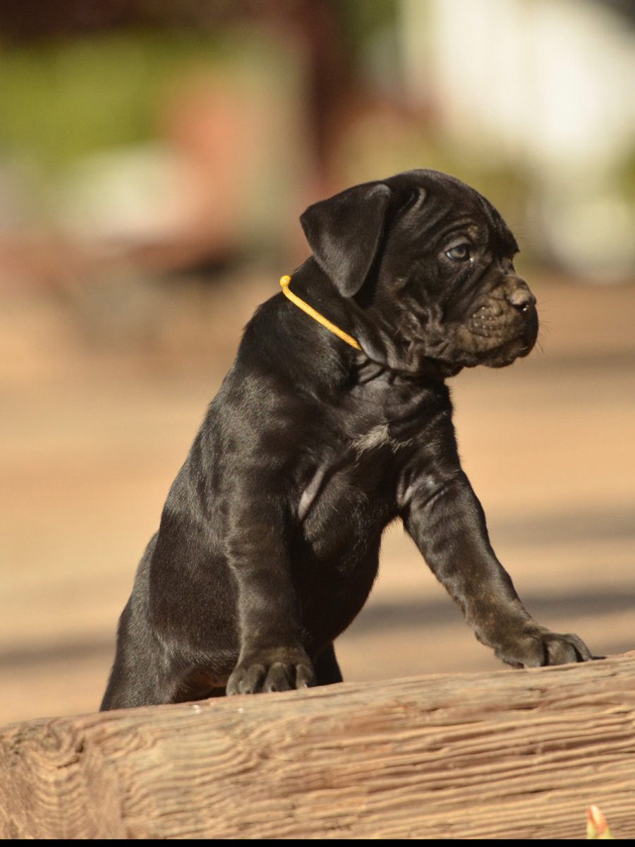 Newborn DiCalabrese Cane Corso puppies during whelping care in Southern California