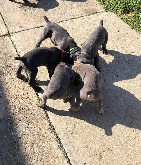 DiCalabrese Cane Corso engagement and focus during Southern California training session