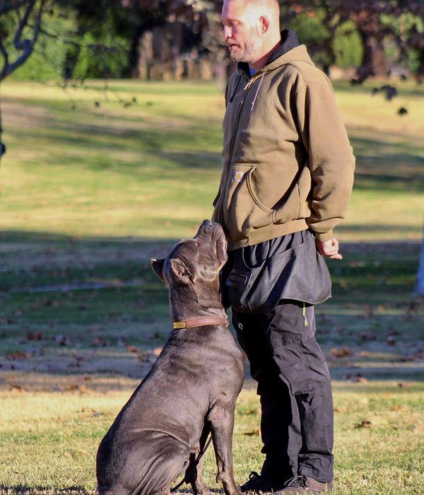 DiCalabrese Cane Corso and trainer building reliable obedience outdoors in Moreno Valley