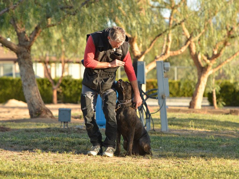 Trainer working one-on-one with a black DiCalabrese Cane Corso at golden hour in Southern California