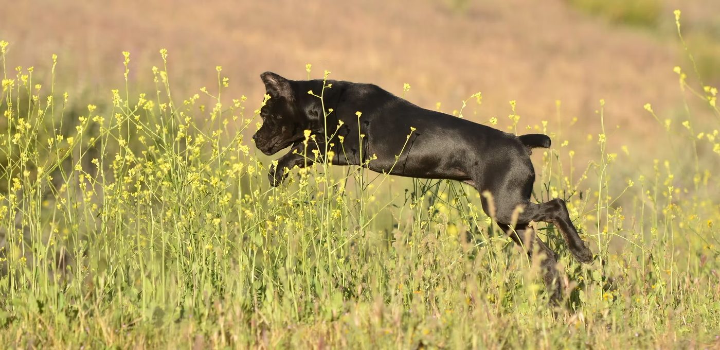 Black DiCalabrese Cane Corso leaping through a Southern California field of yellow wildflowers