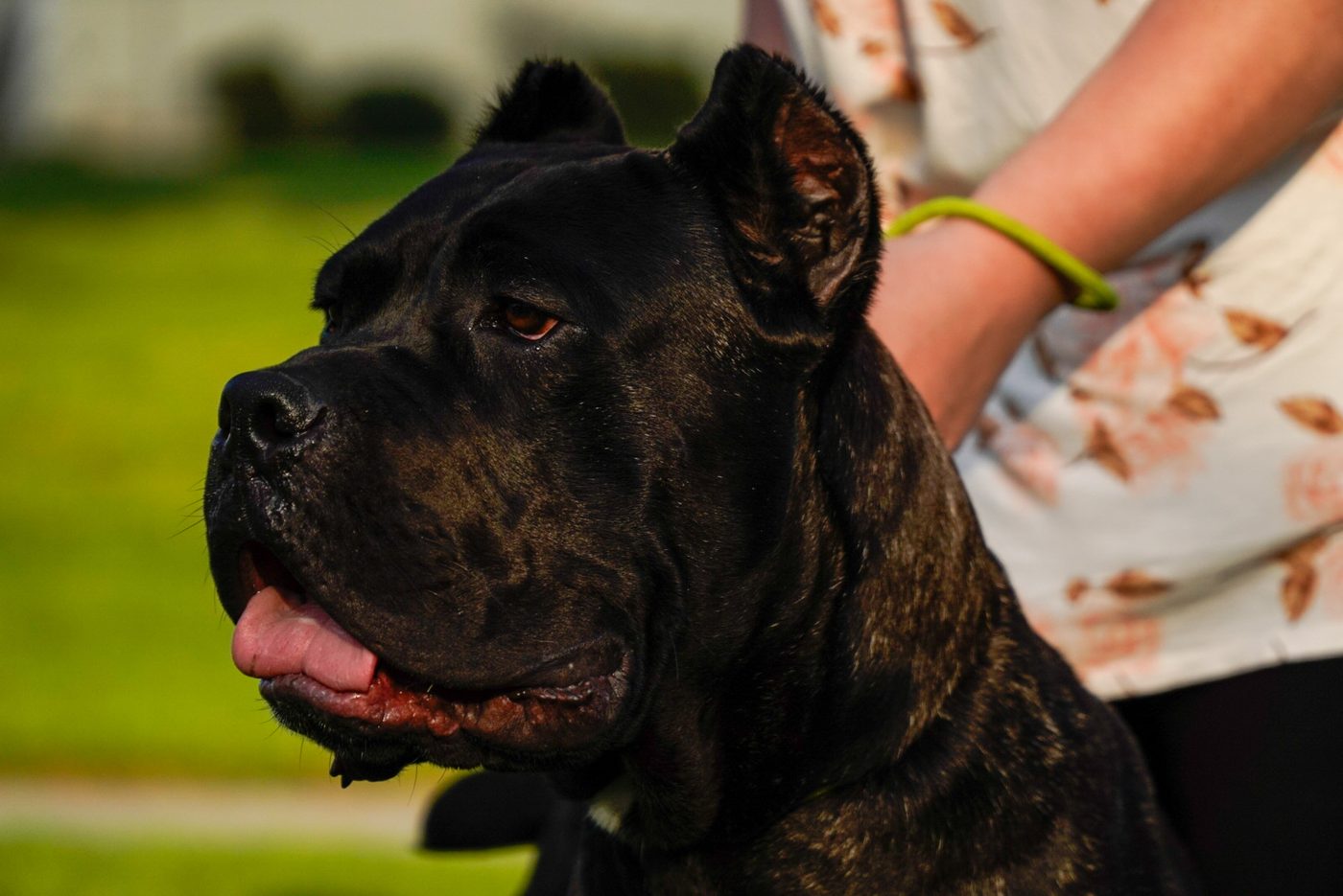Close-up profile of a dark brindle DiCalabrese Cane Corso outdoors in Southern California
