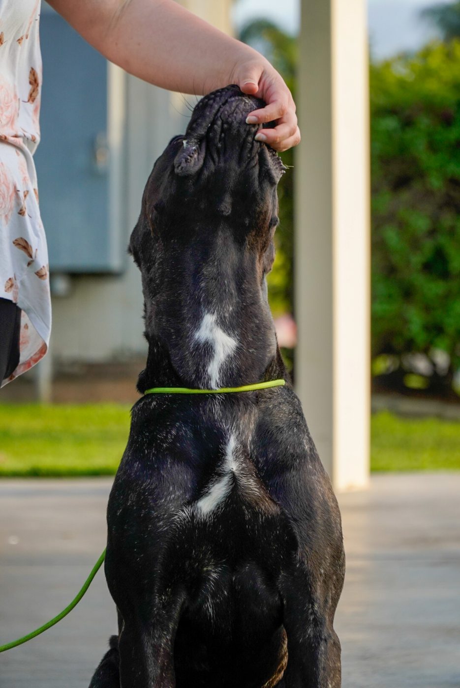 Black DiCalabrese Cane Corso with white chest markings posed outdoors looking upward