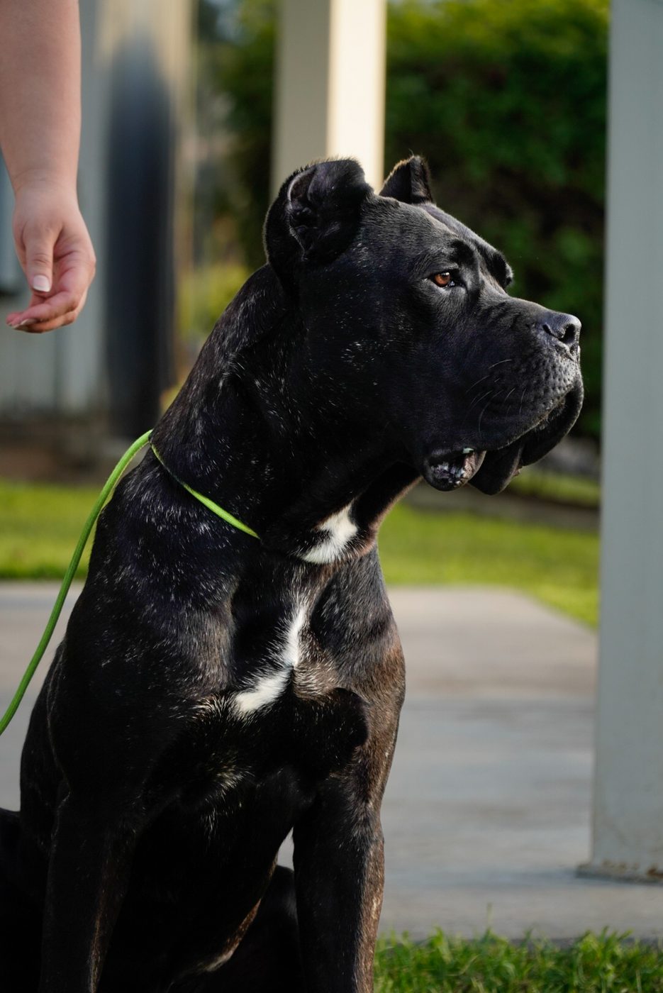 Portrait of a DiCalabrese Cane Corso during an outdoor stack and evaluation in Southern California