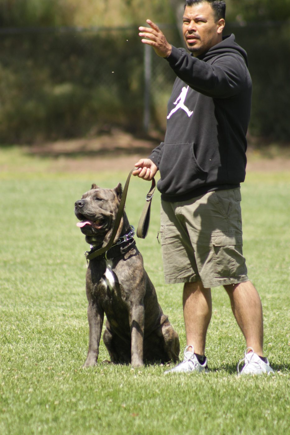 DiCalabrese Cane Corso in a focused outdoor training session in Moreno Valley