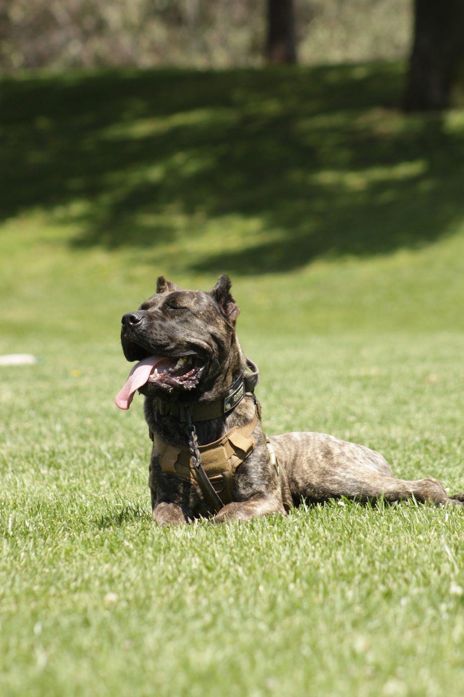 Brindle DiCalabrese Cane Corso in a tan tactical harness resting on green grass