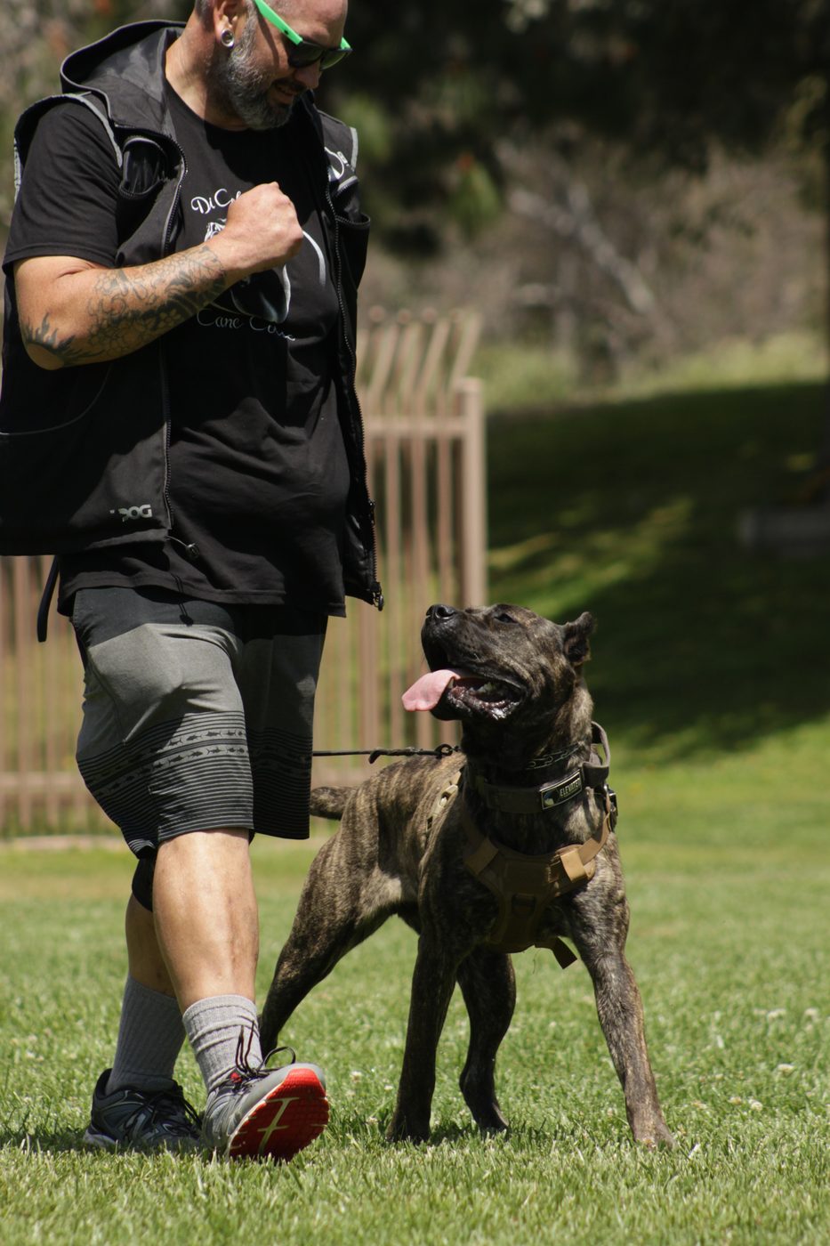 DiCalabrese Cane Corso wearing a training harness outdoors in Southern California